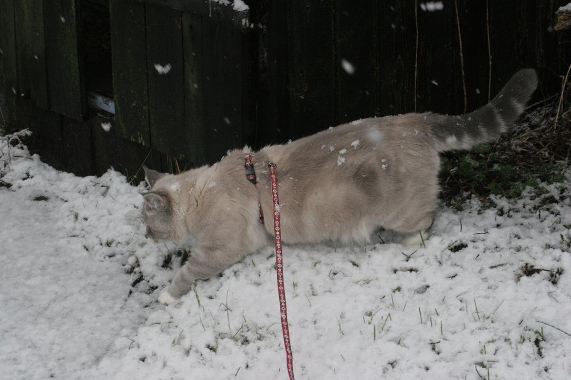 Blanding af racer Lulu - Lulu´s første tur i sneen Januar 2015 billede 16