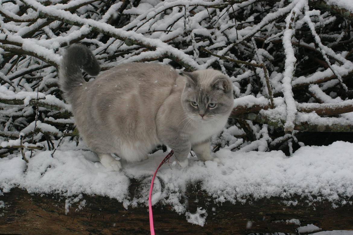 Blanding af racer Lulu - Lulu´s første tur i sneen Januar 2015 billede 17