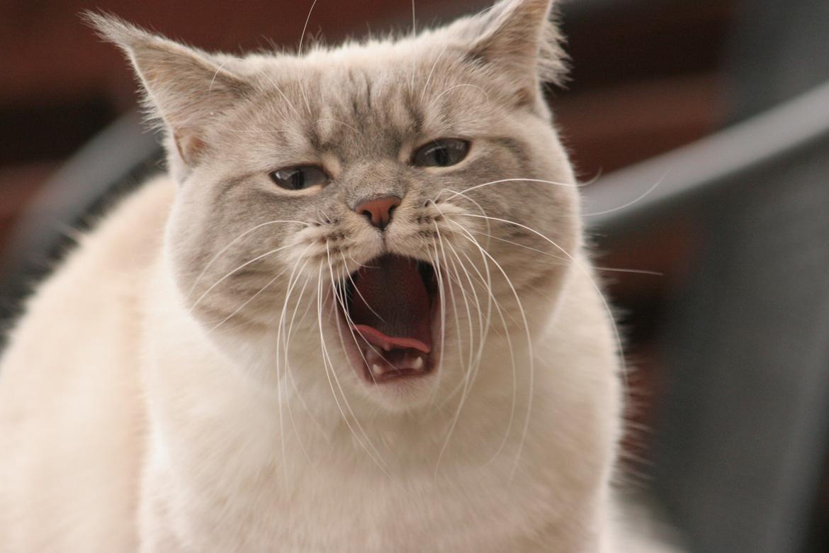 Blanding af racer Lulu - 2015 billede 29