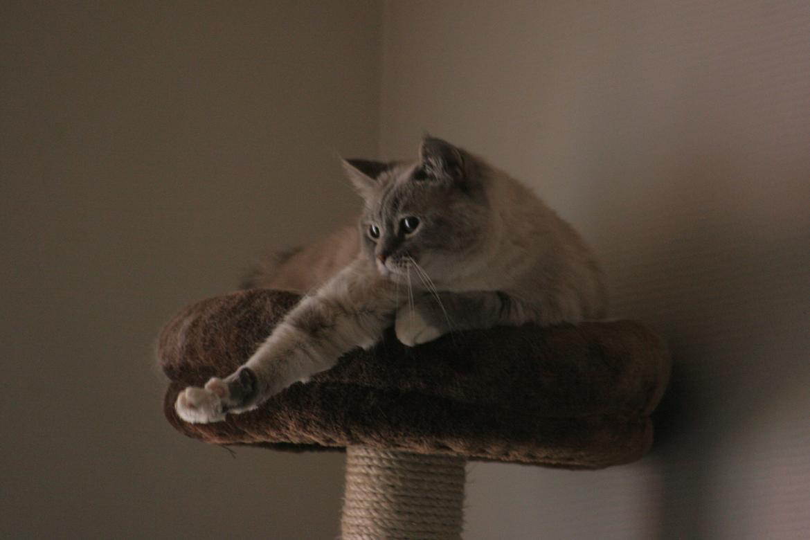 Blanding af racer Lulu - 2015 billede 27