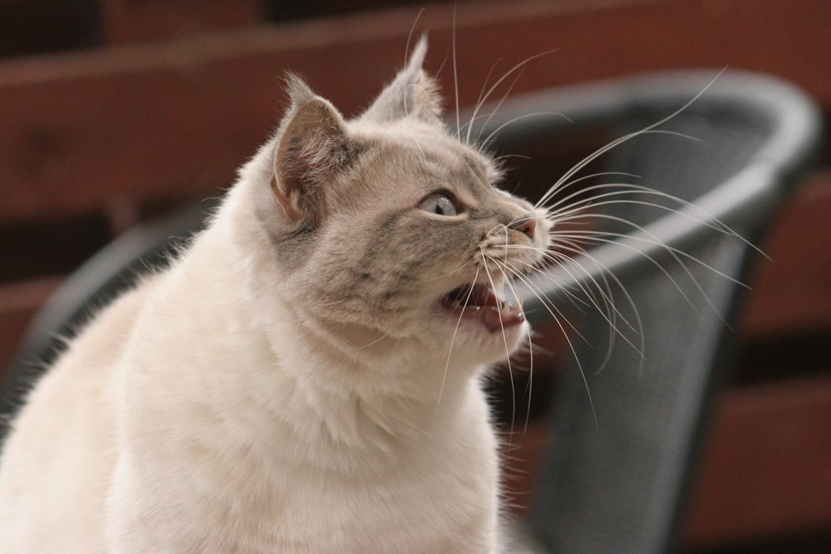 Blanding af racer Lulu - 2015 billede 30