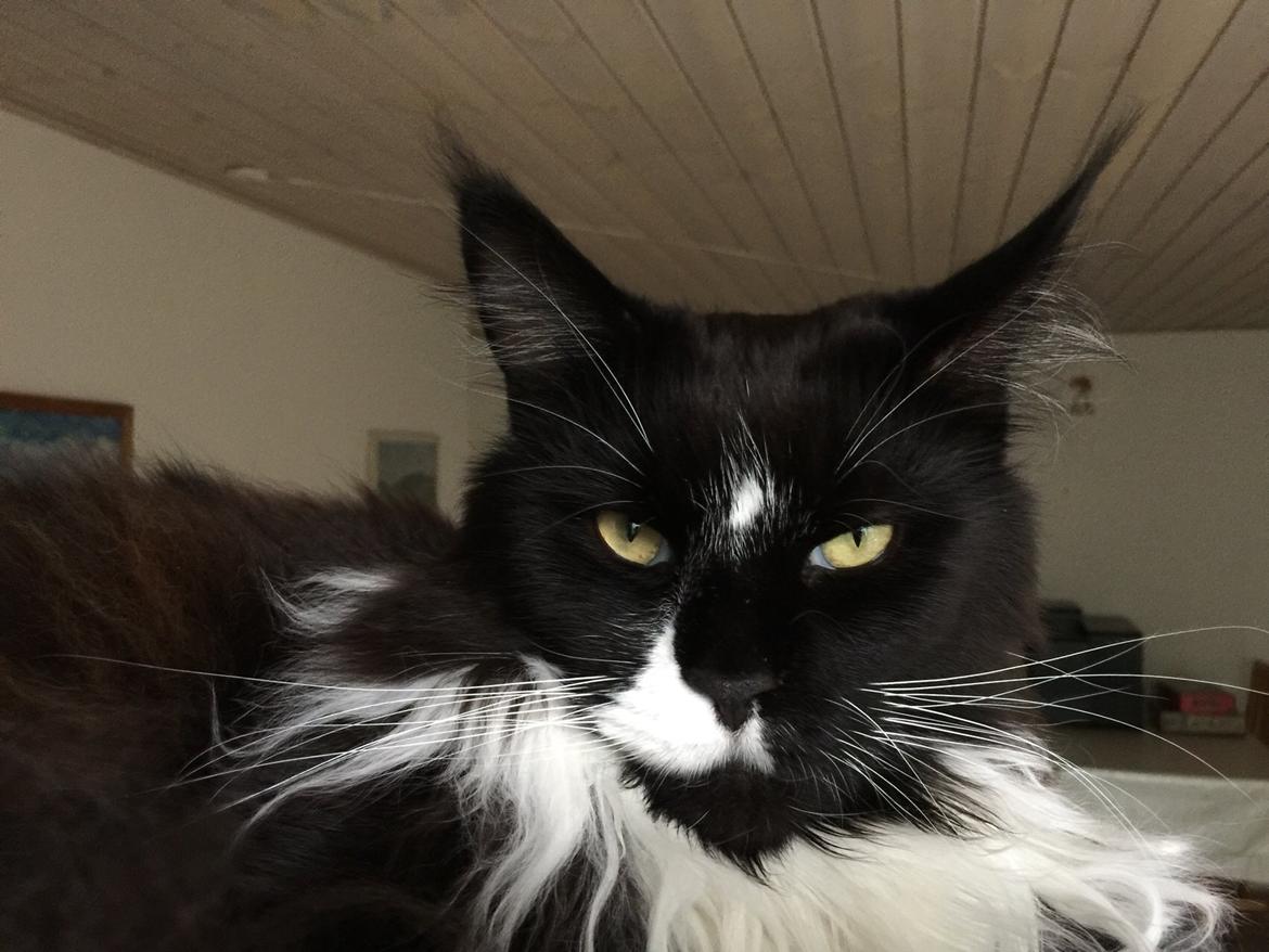 Maine Coon Amistia Romeo The Great billede 35