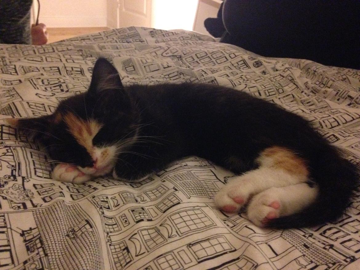 Huskat Polly billede 1