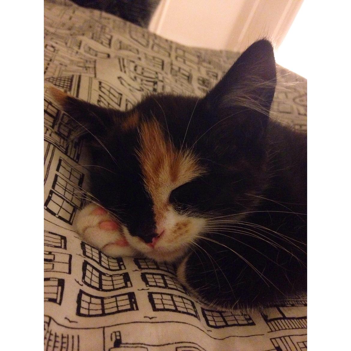 Huskat Polly billede 2