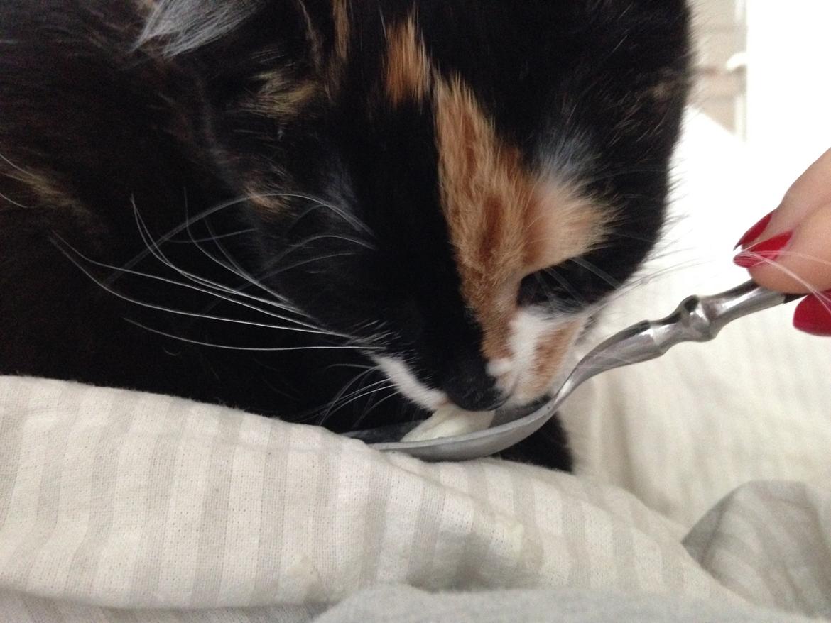 Huskat Polly billede 3