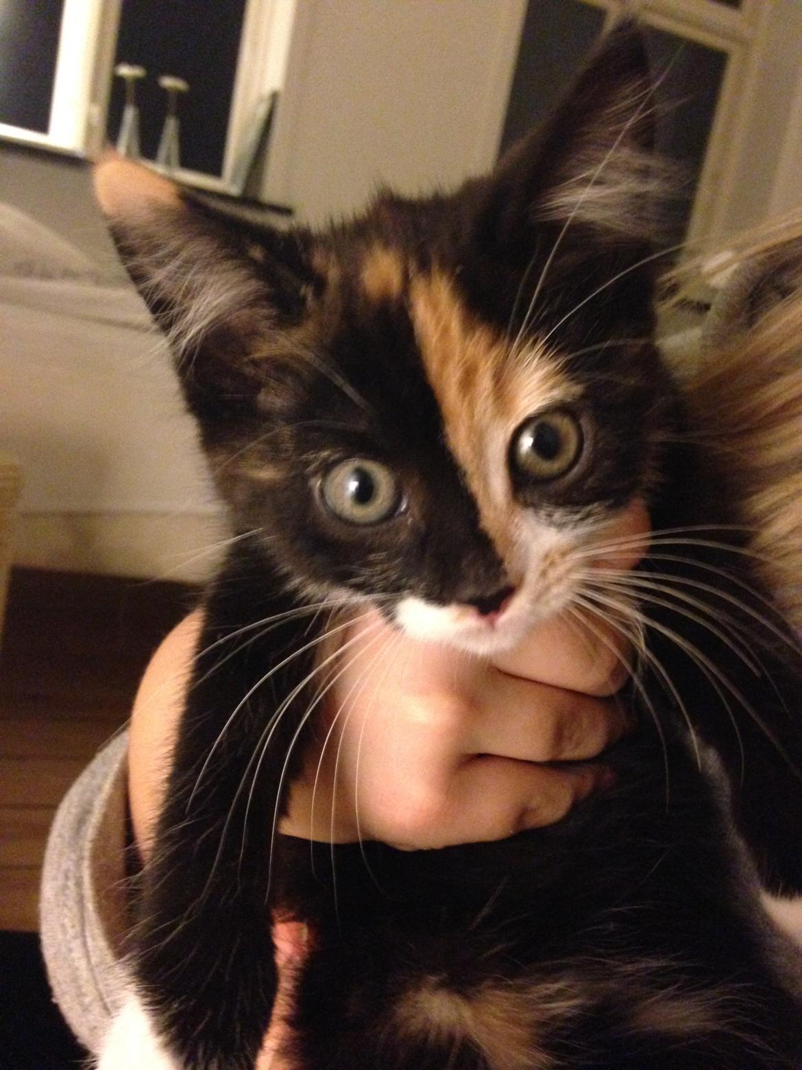 Huskat Polly billede 4