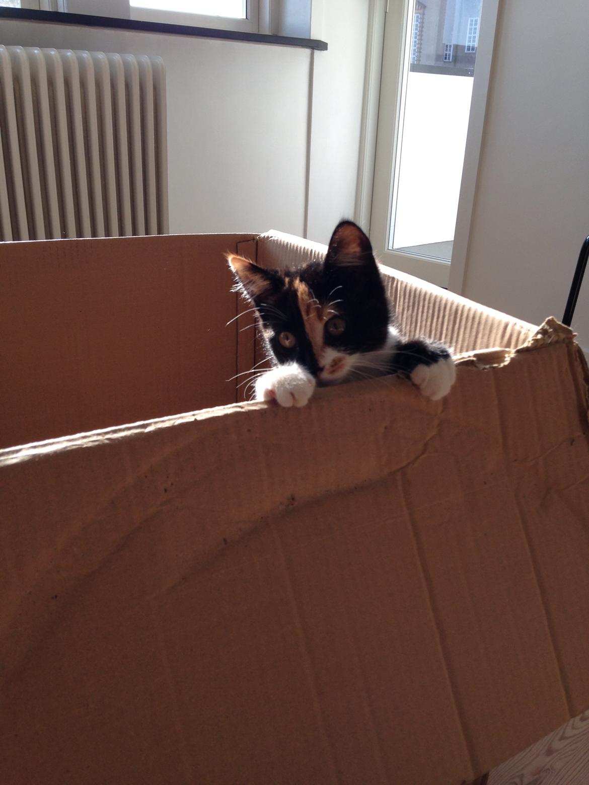 Huskat Polly billede 5