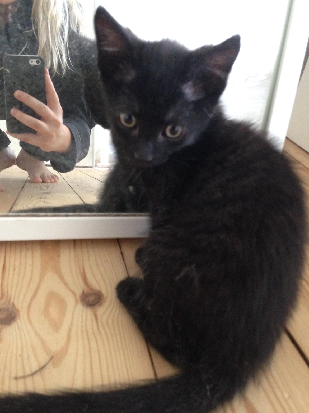 Huskat Minnie billede 4