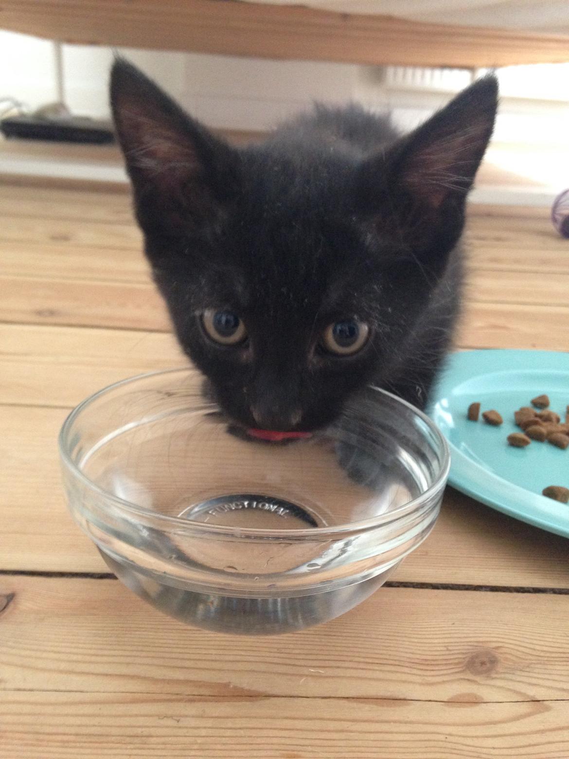 Huskat Minnie billede 1