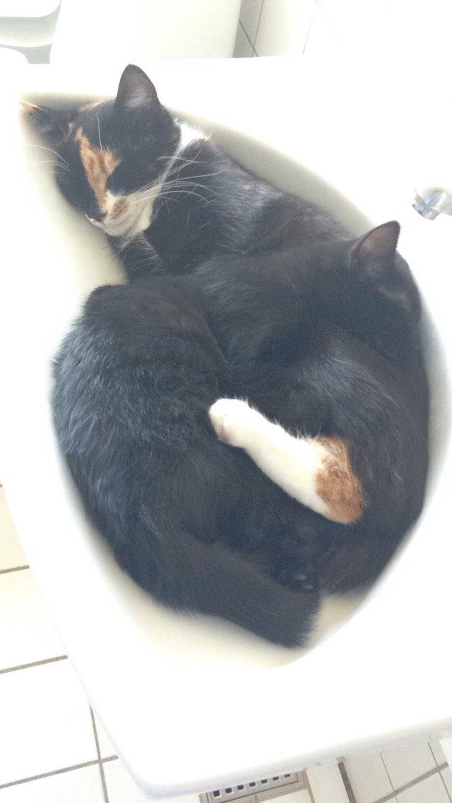 Huskat Minnie billede 3