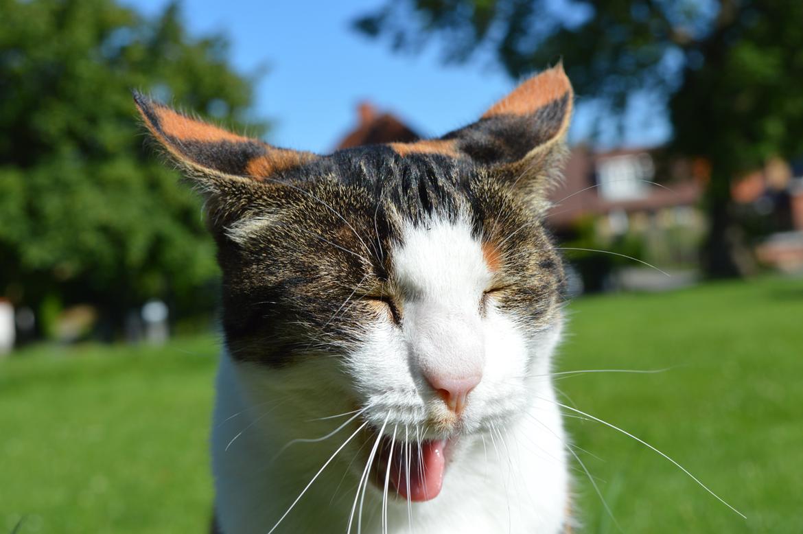 Huskat Nira - Man bliver jo træt når man fotograferes billede 13