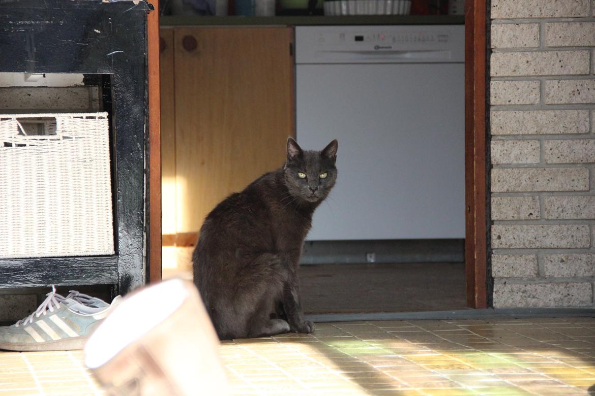 Blanding af racer Alberto (himmel kat) billede 2