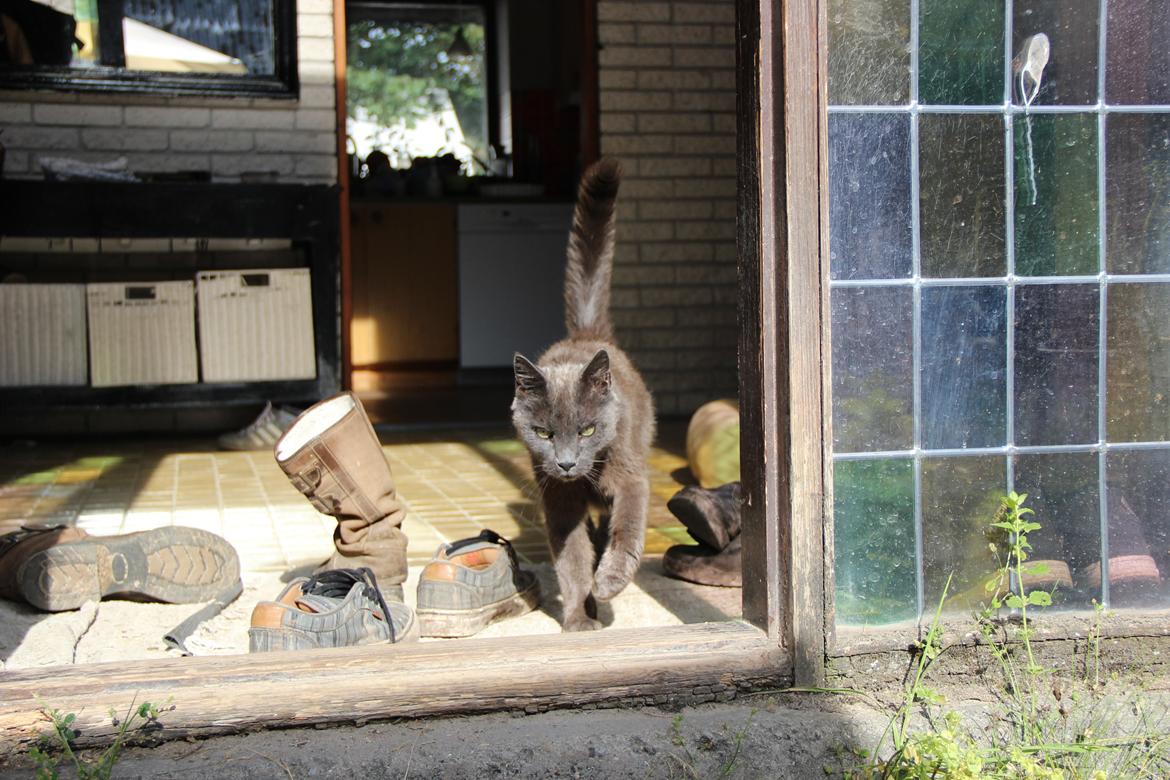 Blanding af racer Alberto (himmel kat) billede 8