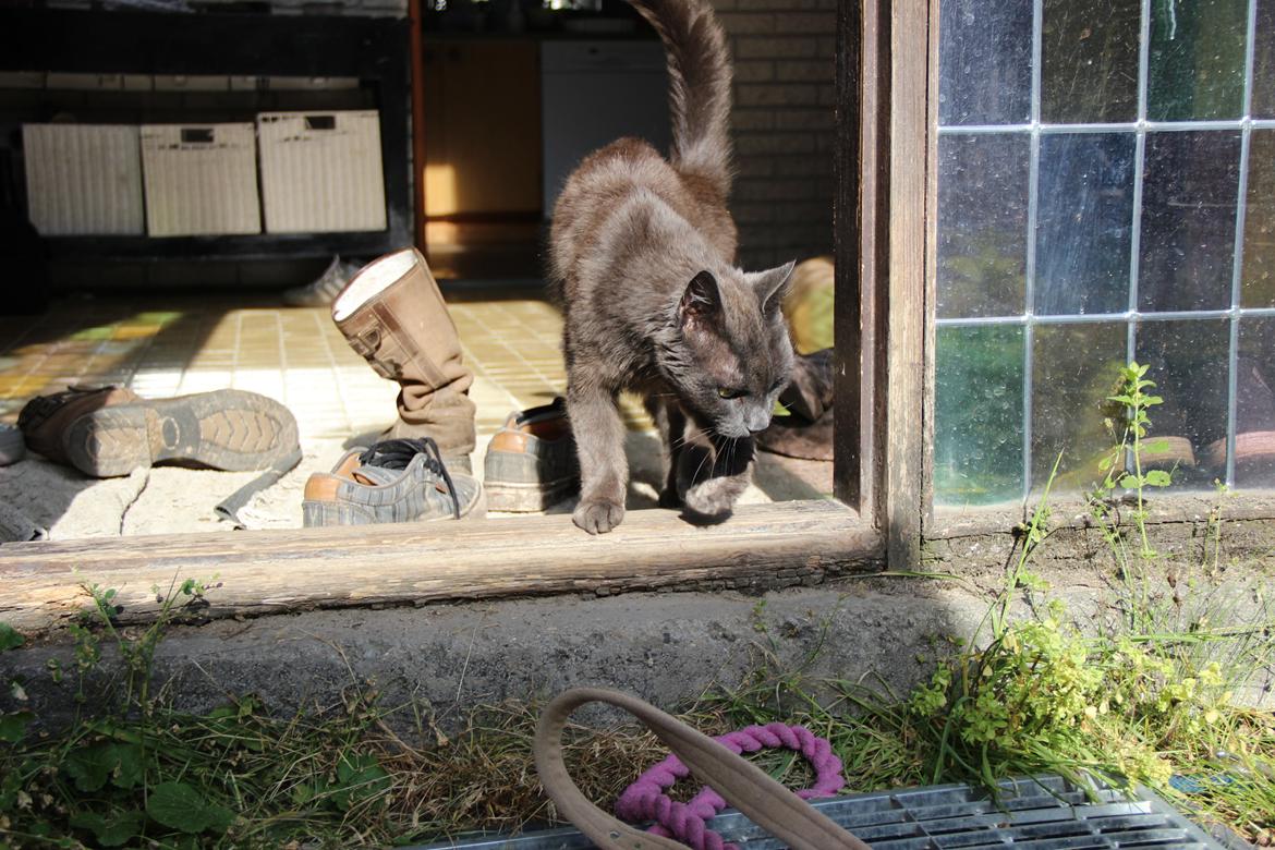 Blanding af racer Alberto (himmel kat) billede 3