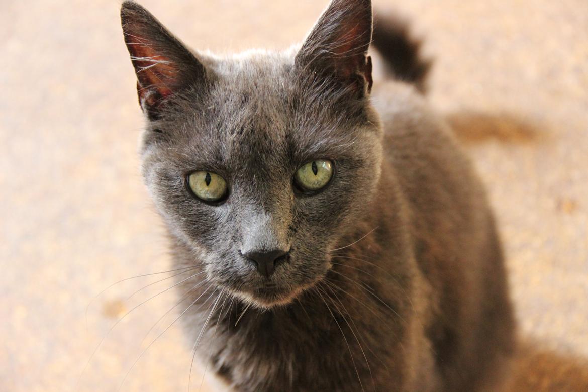 Blanding af racer Alberto (himmel kat) billede 4