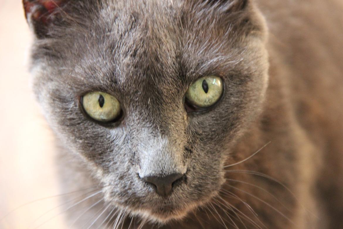 Blanding af racer Alberto (himmel kat) billede 9