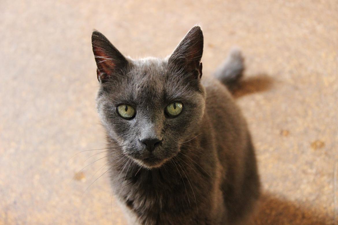 Blanding af racer Alberto (himmel kat) billede 12