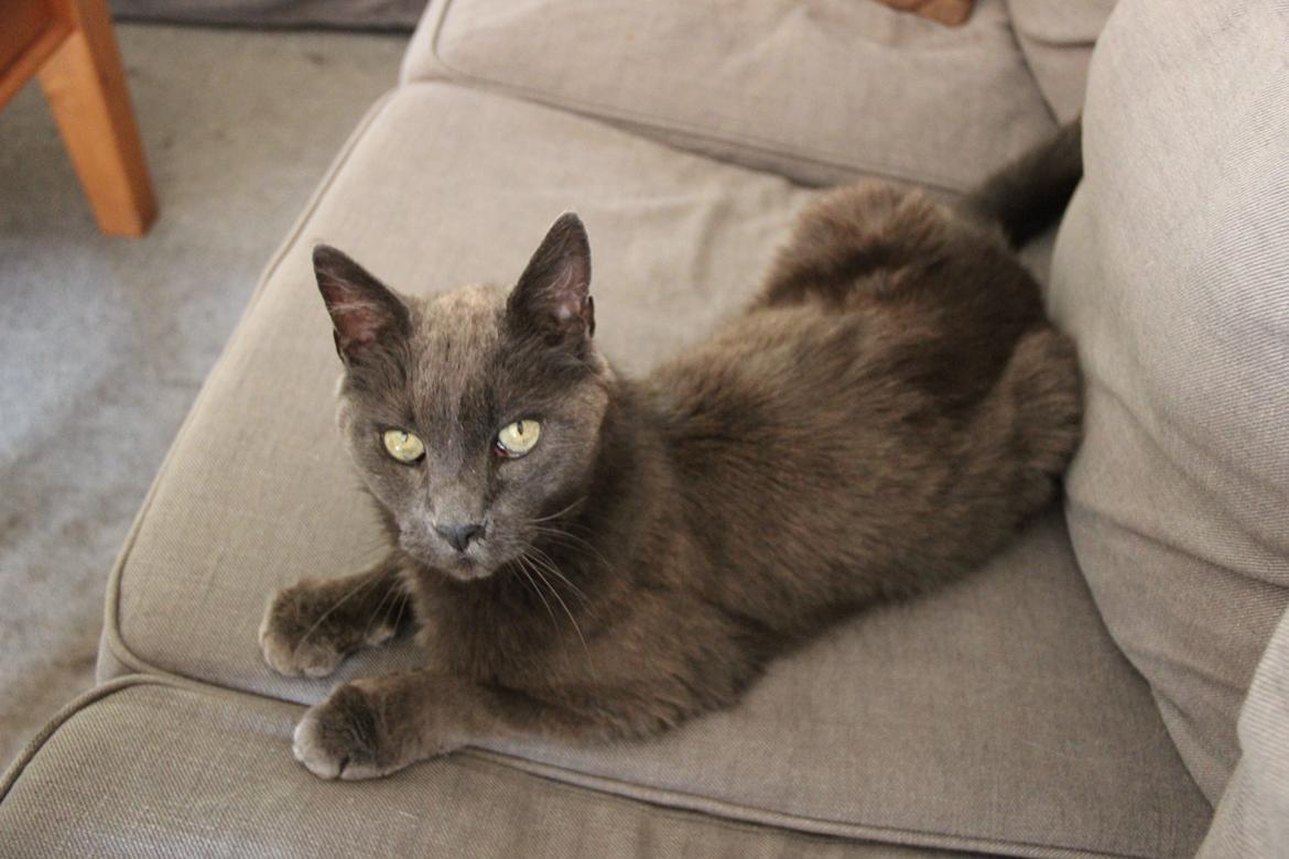 Blanding af racer Alberto (himmel kat) billede 5