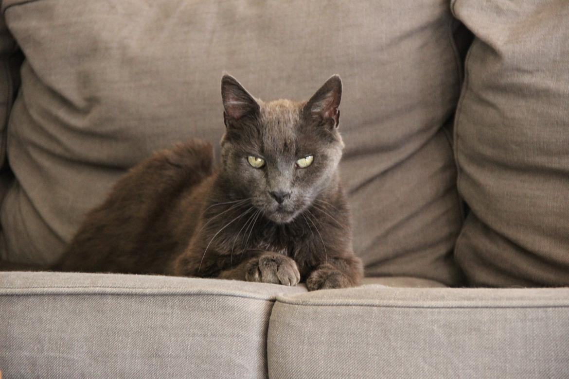 Blanding af racer Alberto (himmel kat) billede 6