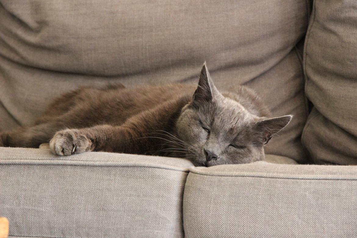 Blanding af racer Alberto (himmel kat) billede 7