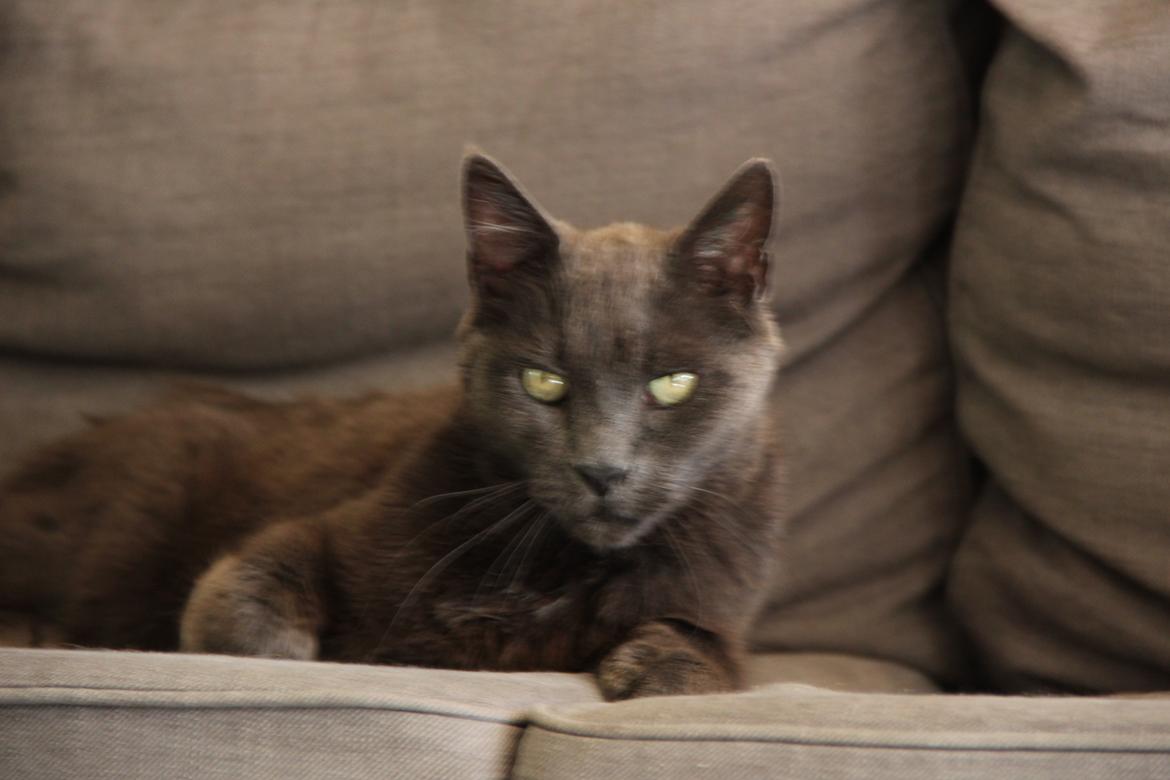 Blanding af racer Alberto (himmel kat) billede 10