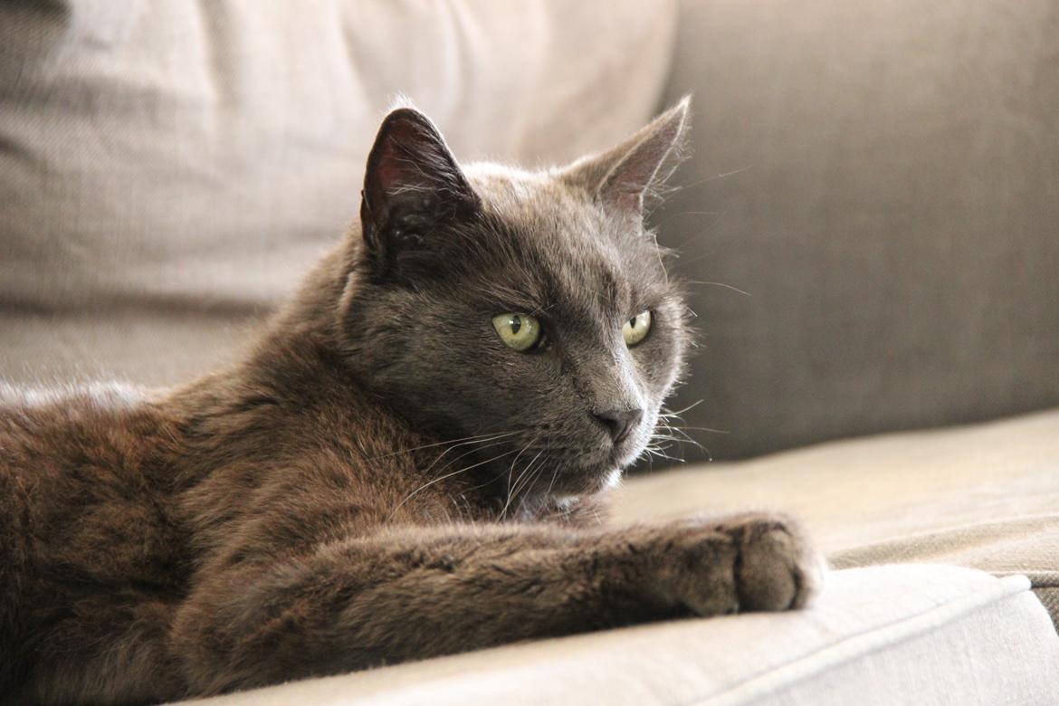 Blanding af racer Alberto (himmel kat) billede 1