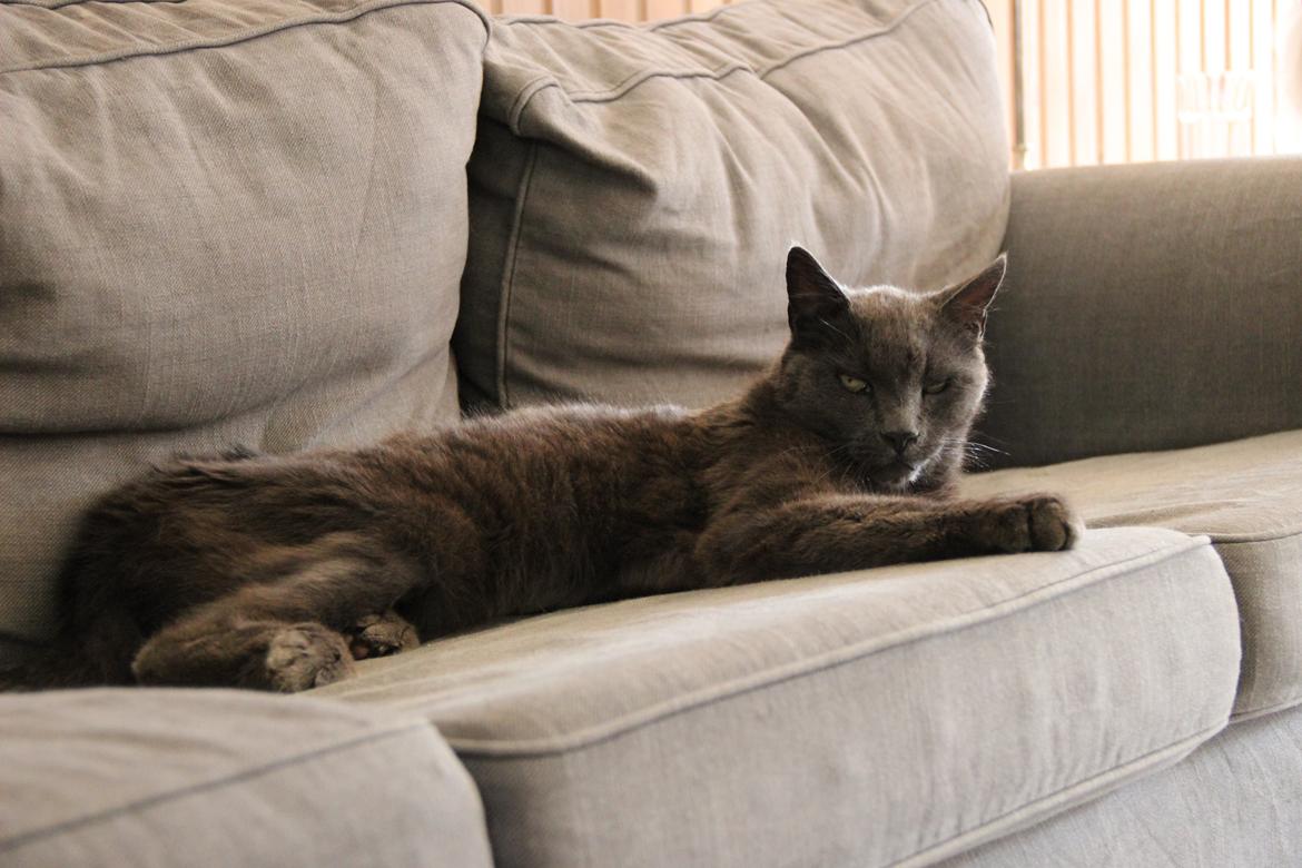 Blanding af racer Alberto (himmel kat) billede 13