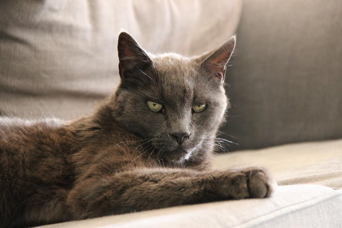 Blanding af racer Alberto (himmel kat) billede 11