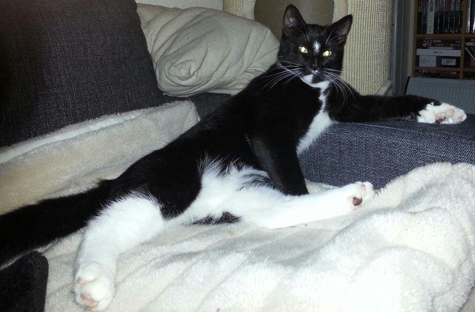 Huskat Zeus billede 5