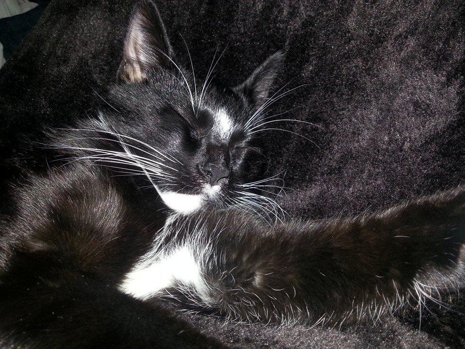 Huskat Zeus billede 6