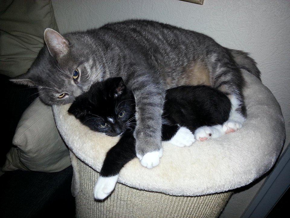 Huskat Zeus billede 4