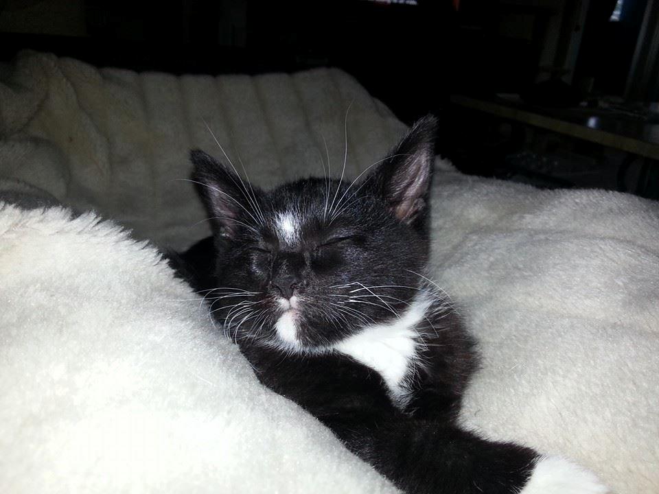 Huskat Zeus billede 7