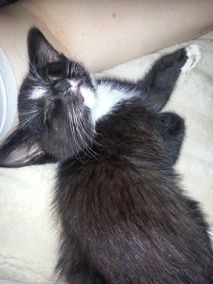 Huskat Zeus billede 1