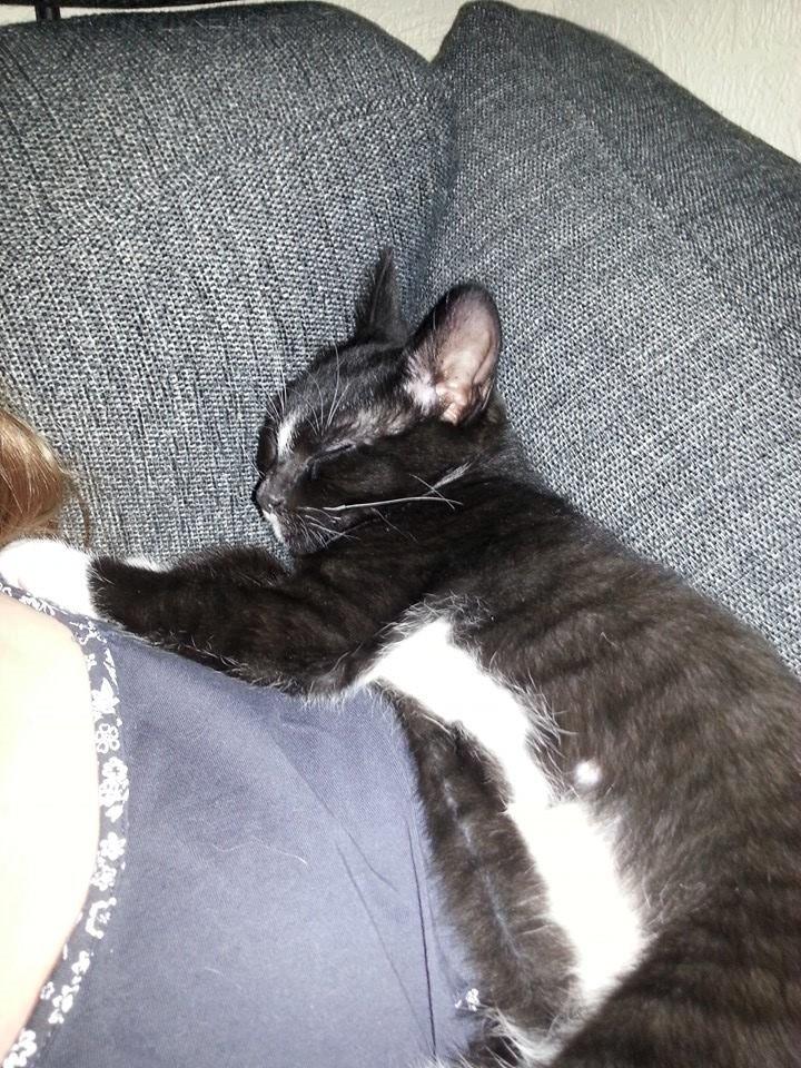 Huskat Zeus billede 8