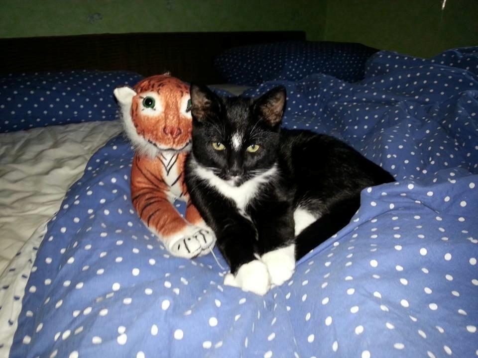 Huskat Zeus billede 9