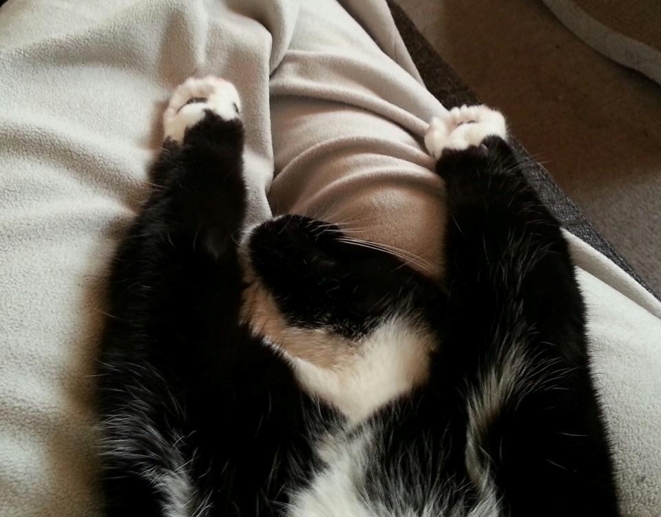 Huskat Zeus billede 10