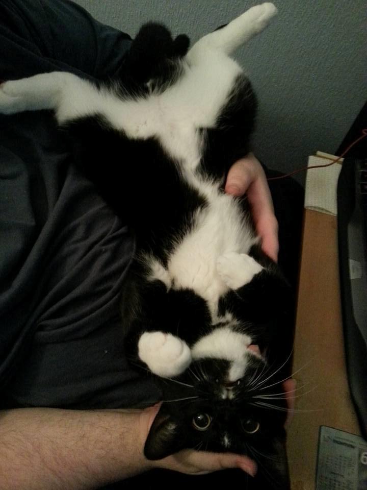 Huskat Zeus billede 2