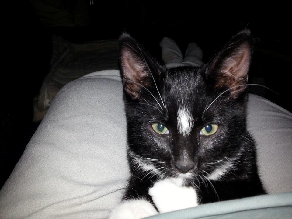 Huskat Zeus billede 3