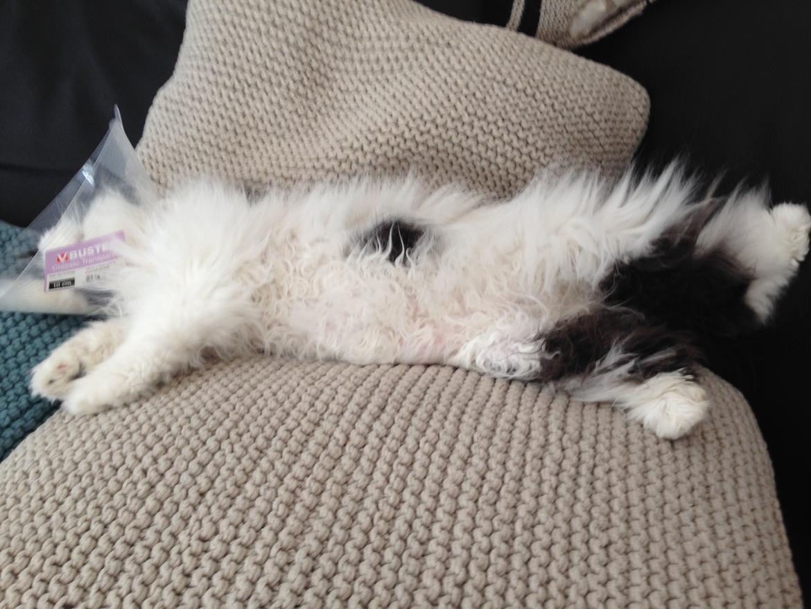 Perser deice von asserbo - min dejlige misse pige👍🏻🐾 billede 5