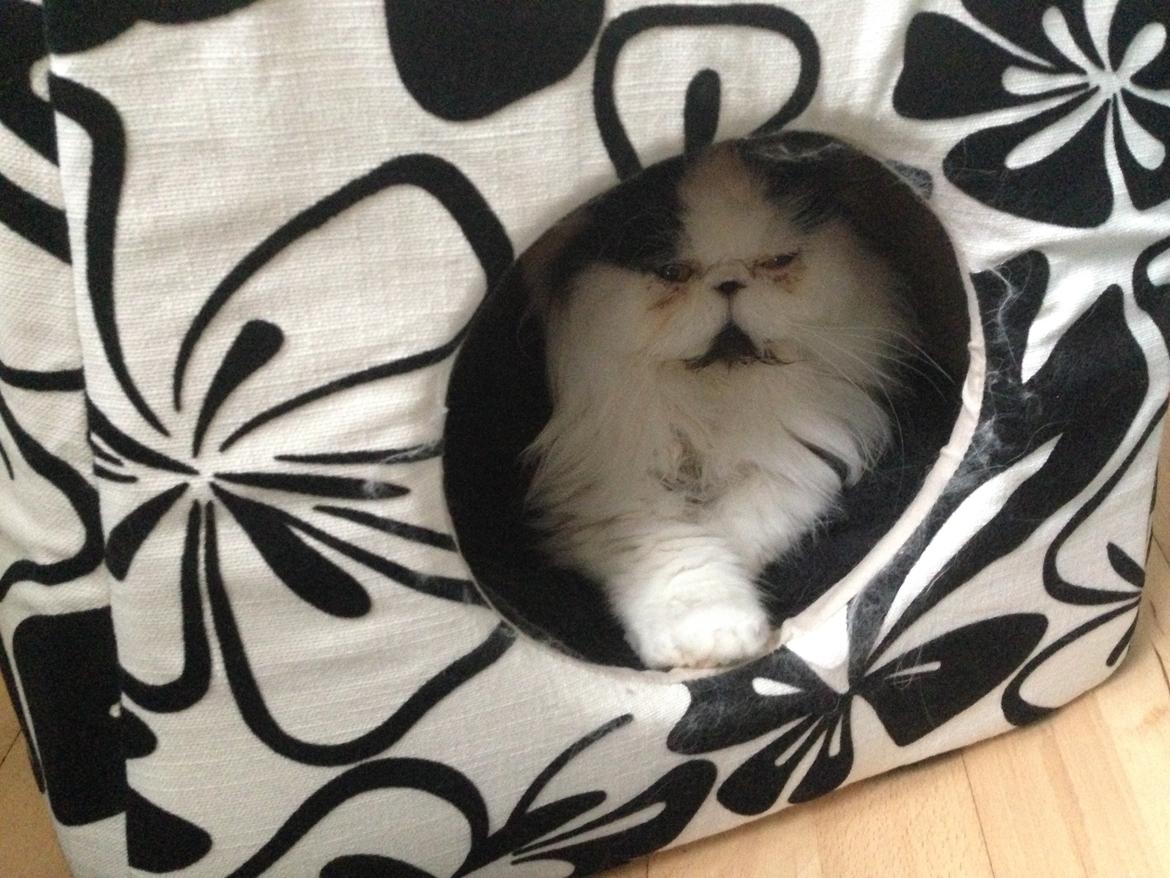 Perser deice von asserbo billede 4