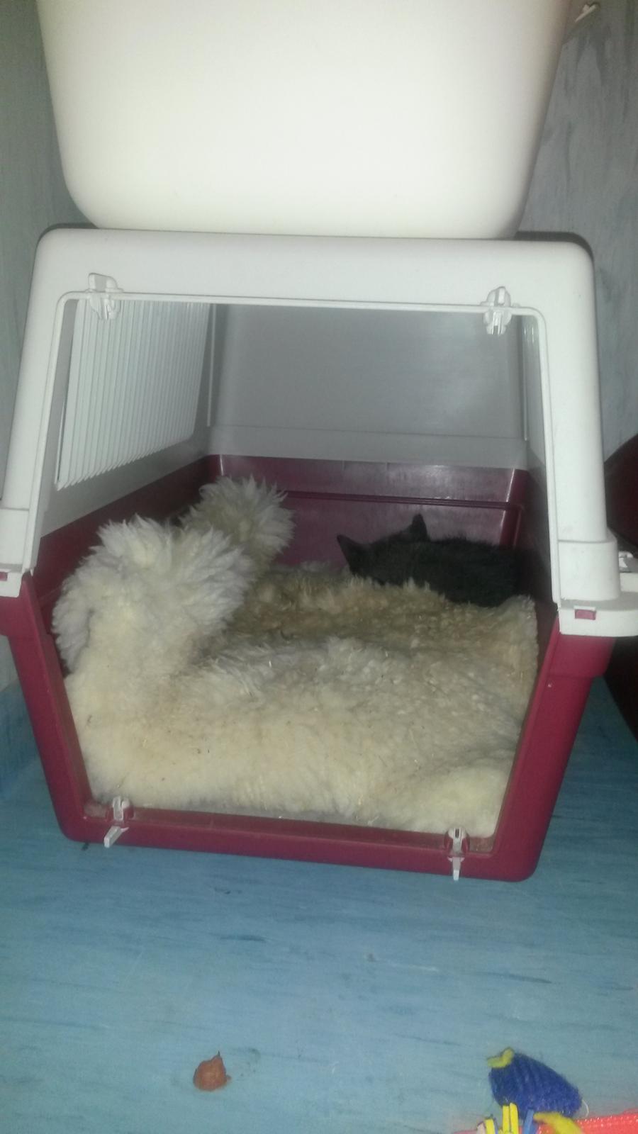 Huskat Charlie billede 8