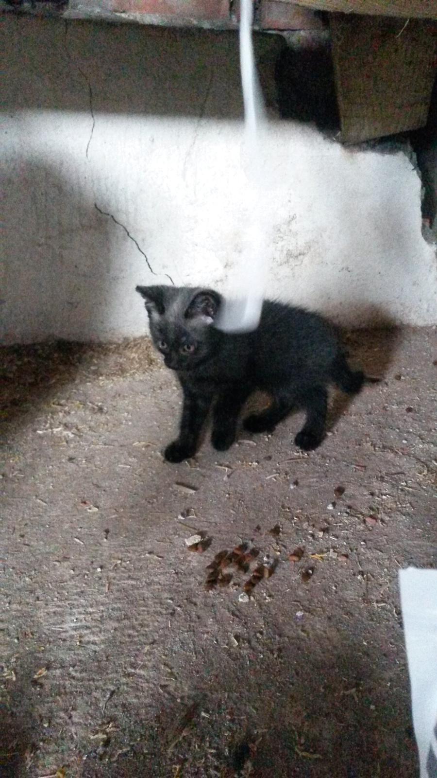Huskat Charlie billede 9