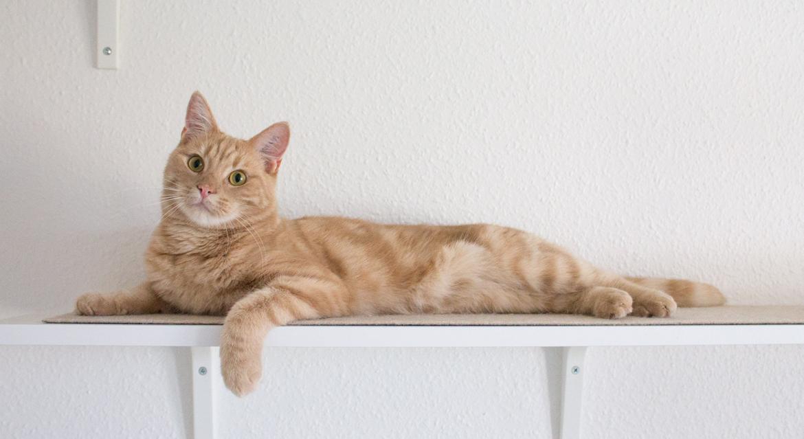 Europé Eife's Axel Hugo Theodor Theorell billede 2