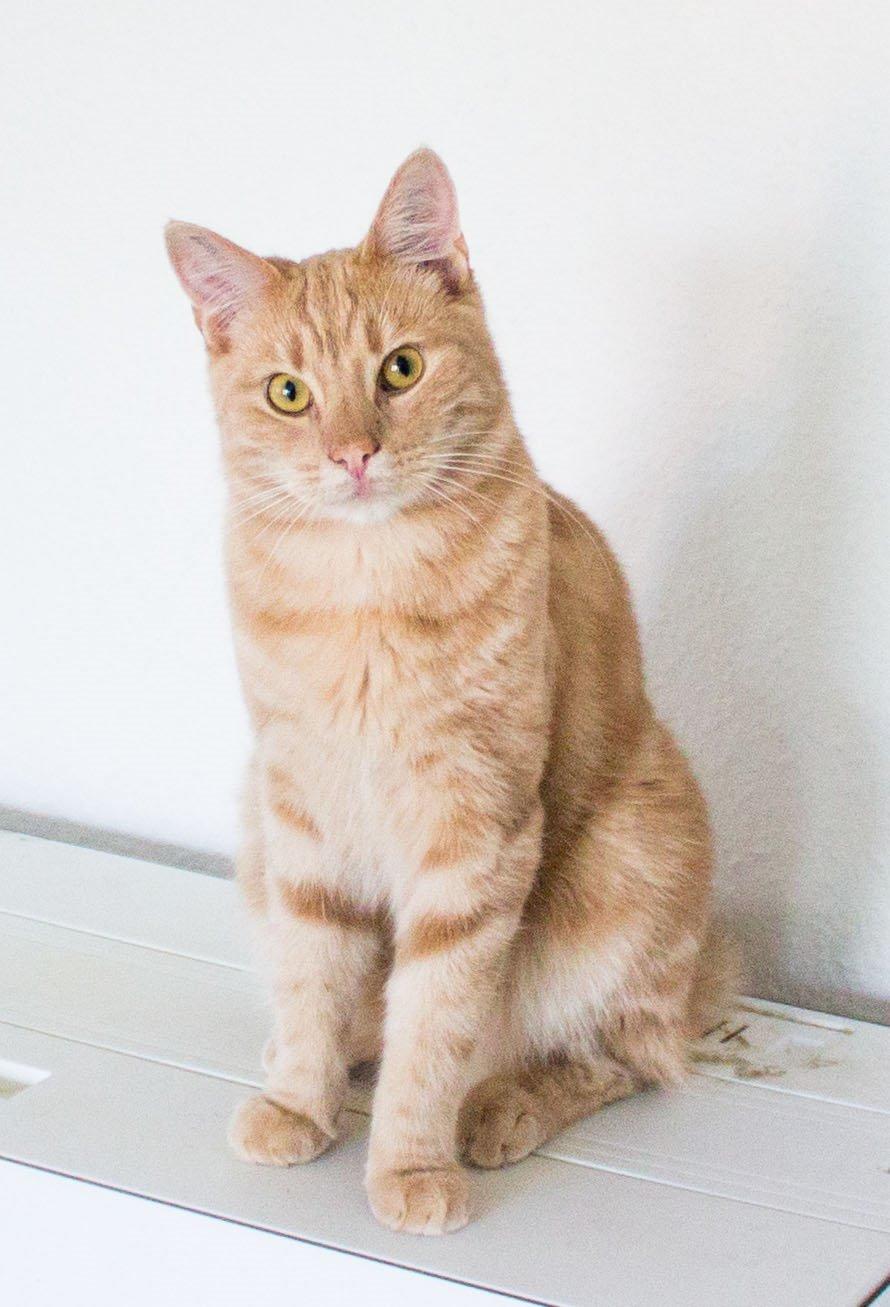 Europé Eife's Axel Hugo Theodor Theorell billede 3