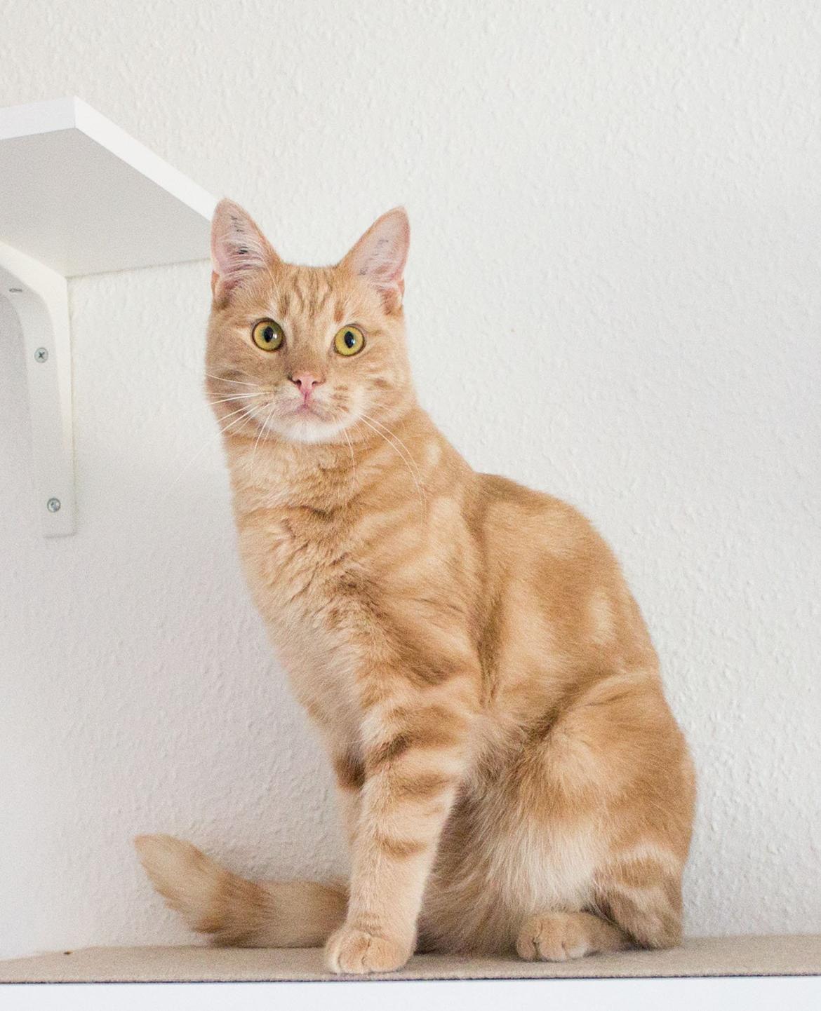 Europé Eife's Axel Hugo Theodor Theorell billede 4