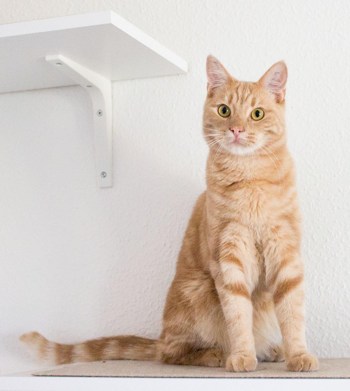 Europé Eife's Axel Hugo Theodor Theorell billede 1