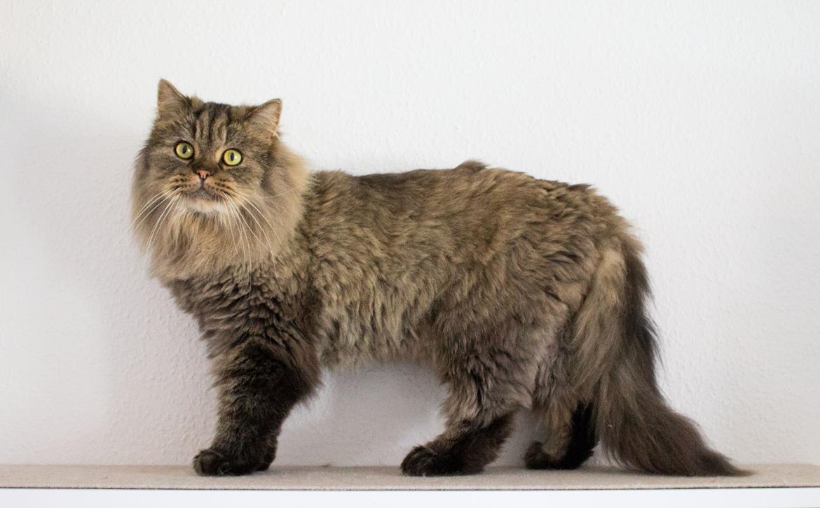 British Longhair Crazy Cute Cats Felix billede 5