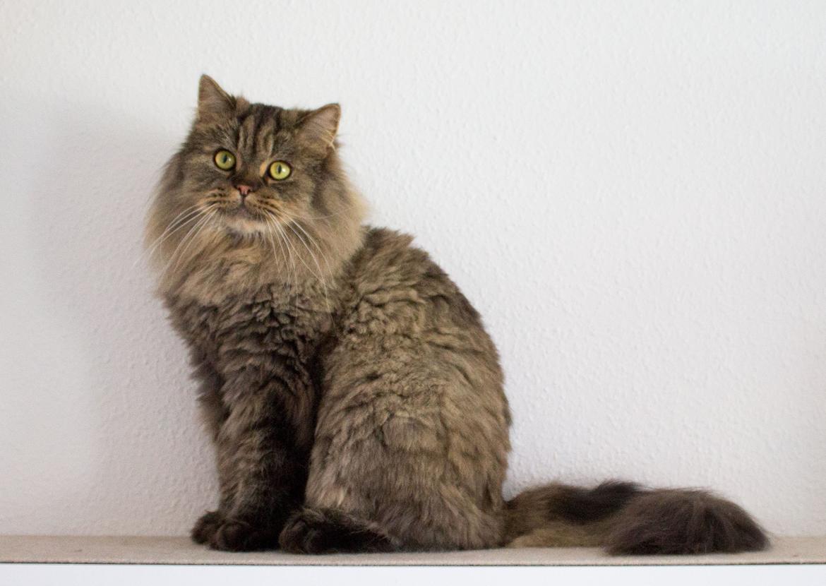 British Longhair Crazy Cute Cats Felix billede 3