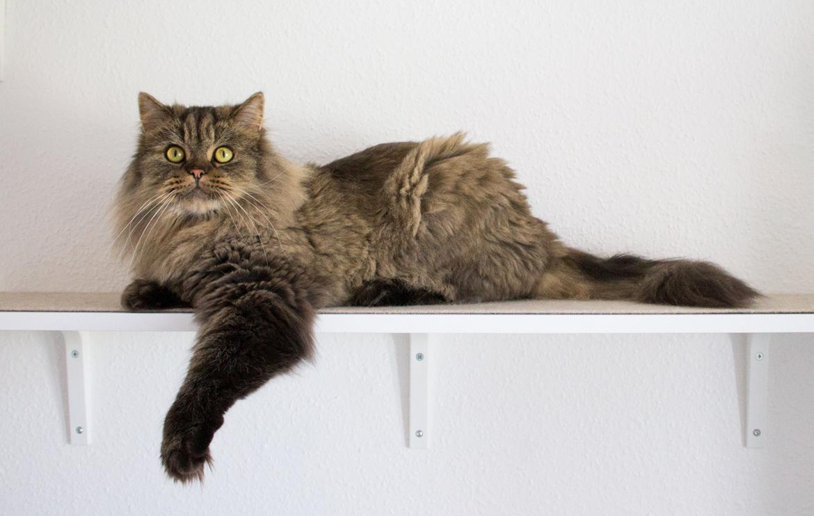 British Longhair Crazy Cute Cats Felix billede 4