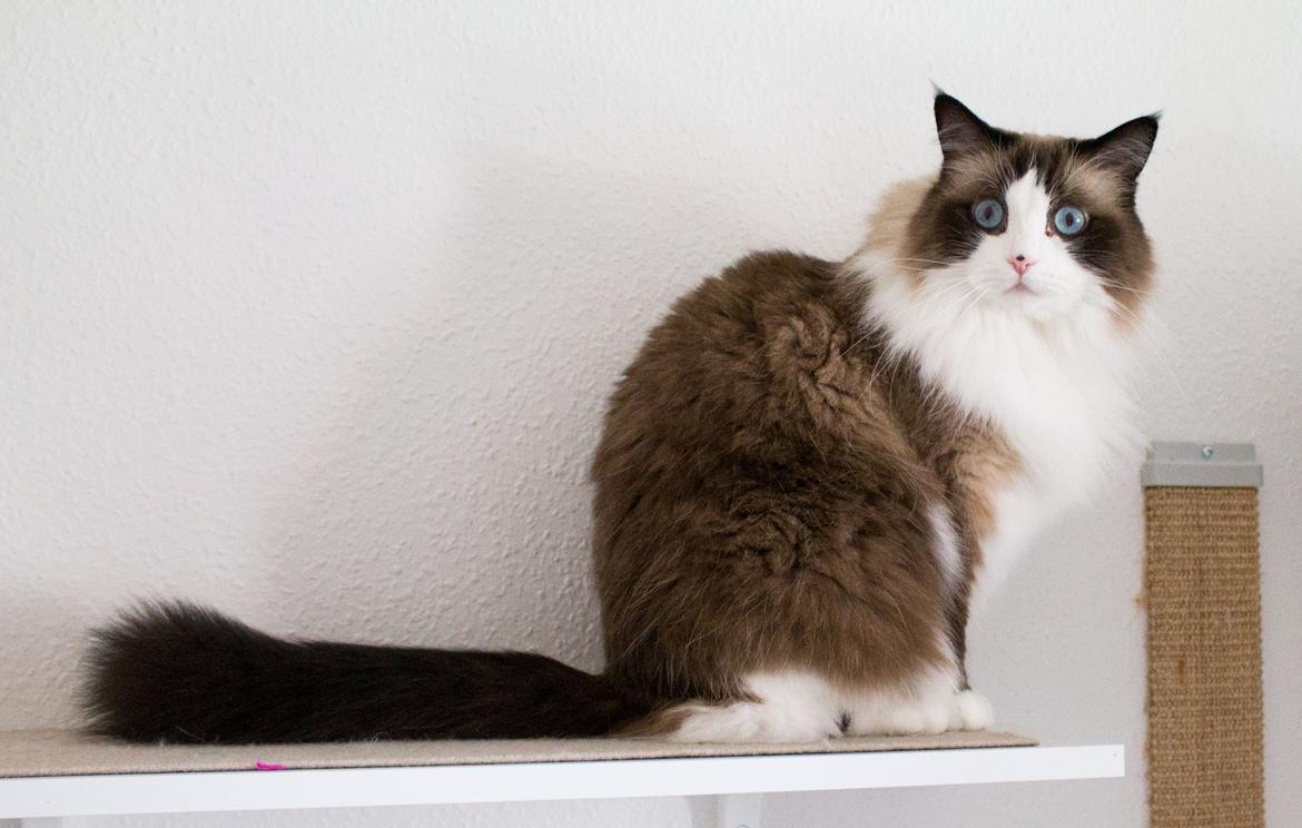 Ragdoll Dr. Nobel billede 6